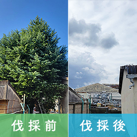 工場 高木の伐採作業