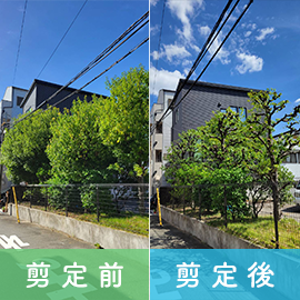 植木の剪定作業