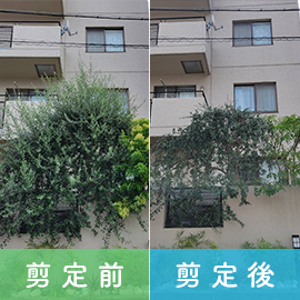 植木の剪定作業