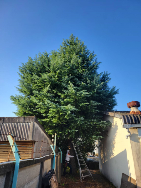 工場 高木の伐採作業