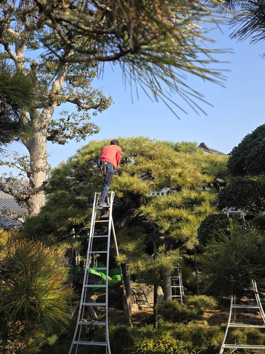 岸和田市で松の木の剪定を行いました｜大木の安全作業レポート